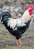 Gallo