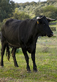 Toro de lidia