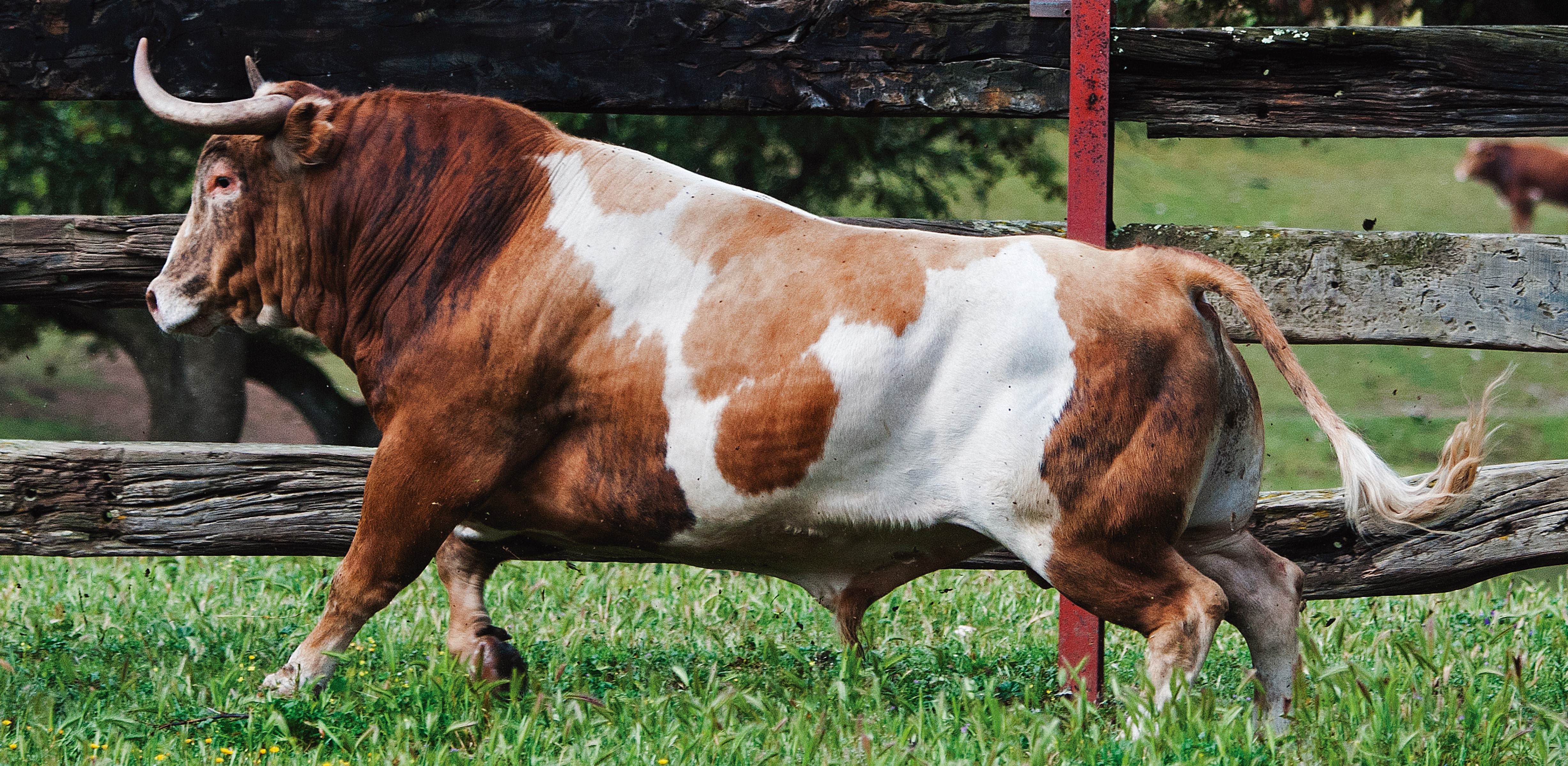 raza bovina LIDIA