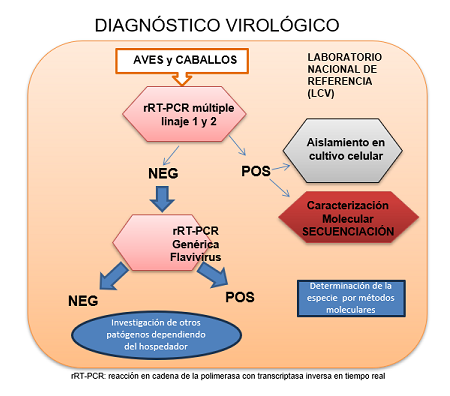 Diagnóstico virológico