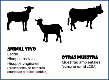 Muestras de elección para el diagnóstico de la Fiebre Q