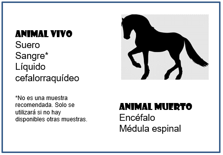 Muestras équidos