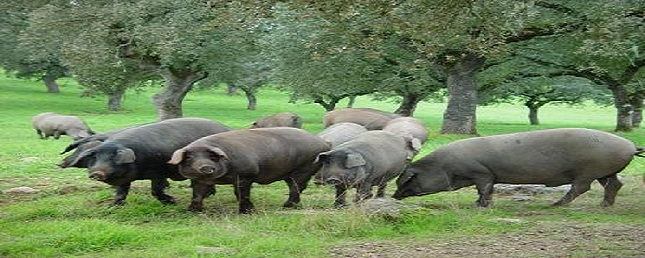 Cerdo ibérico en una dehesa