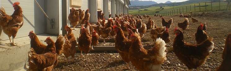 Gallinas camperas