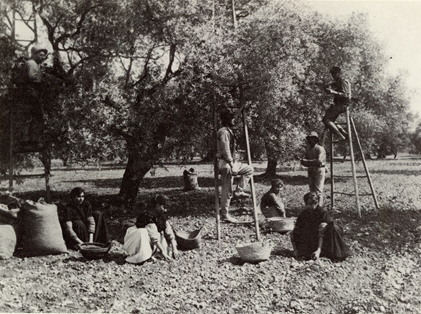 Grupo de mujeres y hombres recogiendo aceituna con potros. 
Autora: Angelita Borrell Gonzalvo. 1949