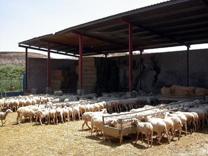 Grupo de animales identificados 