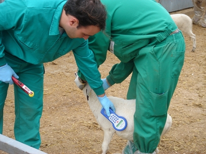 Control de bajada de minibolo a rumen