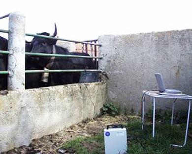 Sistema de lectura dinámica en vacuno I