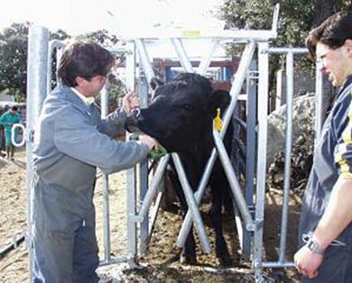 Aplicación de bolo ruminal en vacuno I