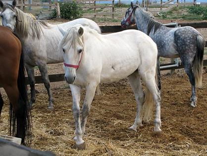 Caballo participante en la experiencia