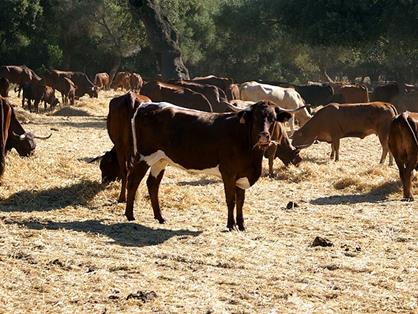 Animales participantes