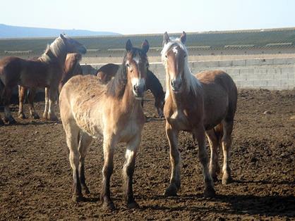 Animales participantes