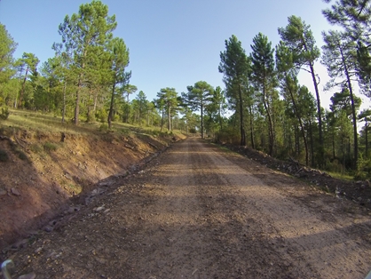 Pinares del Parque Natural de la Serranía de Cuenca