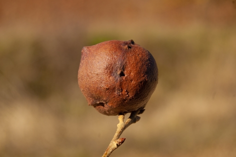 Detalle de la agalla del roble (Cynips tozae)