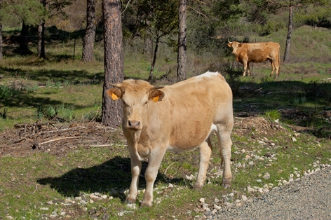 Ganado vacuno en Camino Natural