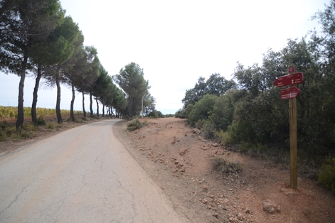 Paseo entre pinos antes de llegar al cruce de la N-III