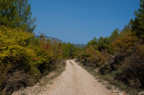 Sotobosque arbustivo en las márgenes del Camino Natural