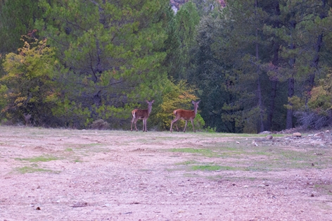 Ciervas (Cervus elaphus) en las cercanías del A. R. Juan Romero