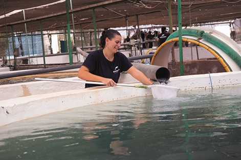 Trabajadora en instalaciones de acuicultura continental para el cultivo en tierra en la localidad de San Bartolomé de Tirajana