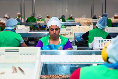 Trabajadora de una fábrica de procesado de pescado en la localidad de A Pobra do Caramiñal