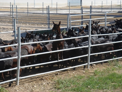 Cabras Murciano - Granadina