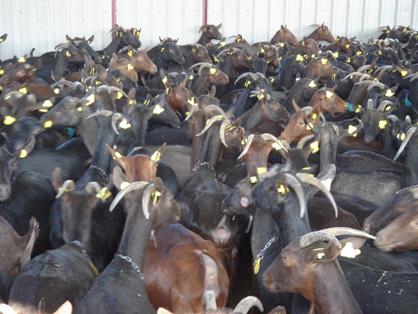 Cabras identificadas con crotal electrónico