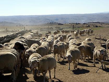 Grupo de animales identificados 