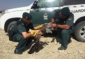 Tras su captura los agentes del SEPRONA comprueban que el animal tenía una herida abierta en una de las alas, lo que le impedía volar