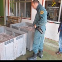 Estos Operativos son desarrollados de forma conjunta, por los agentes del Servicio de Protección de la Naturaleza de la Guardia Civil y los inspectores de pesca, dentro de los servicios que se desarrollan para evitar la pesca y el comercio de pescado inmaduro, así como otras infracciones en la matería.