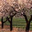 Almendros