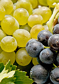 Racimos de uvas blancas y tintas