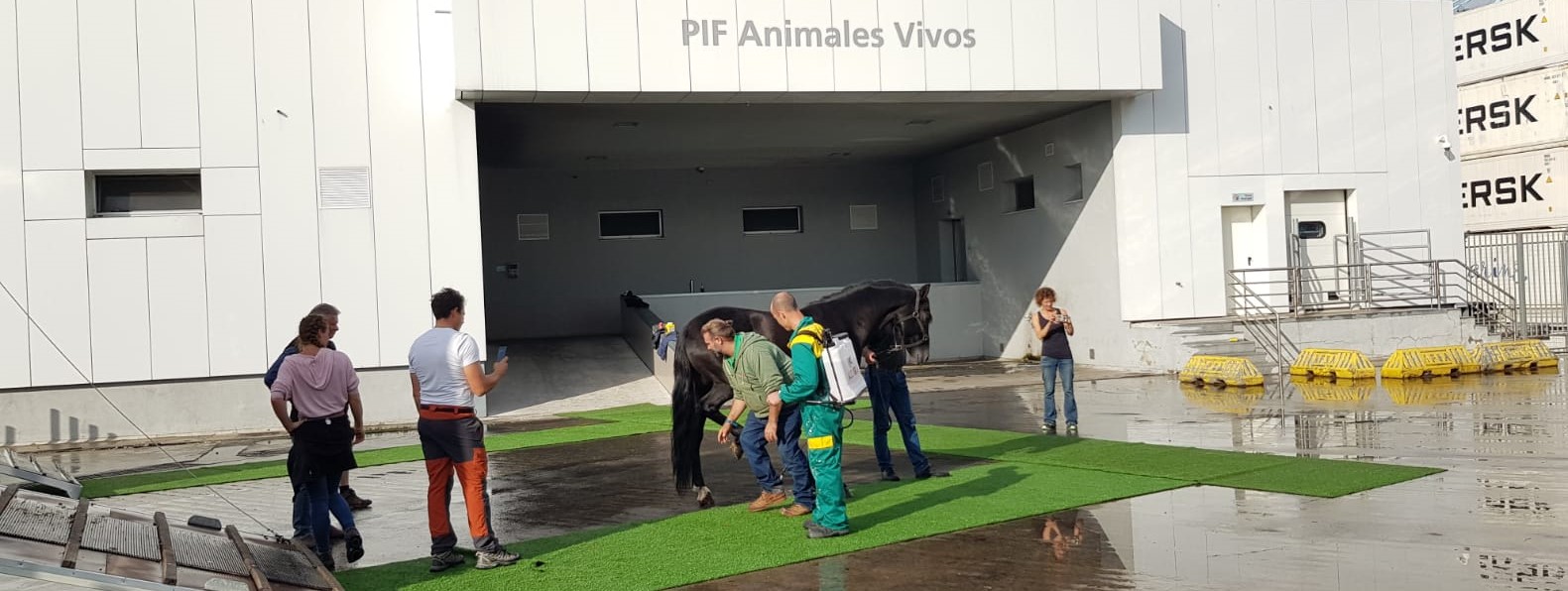 PIF Animales vivos_1