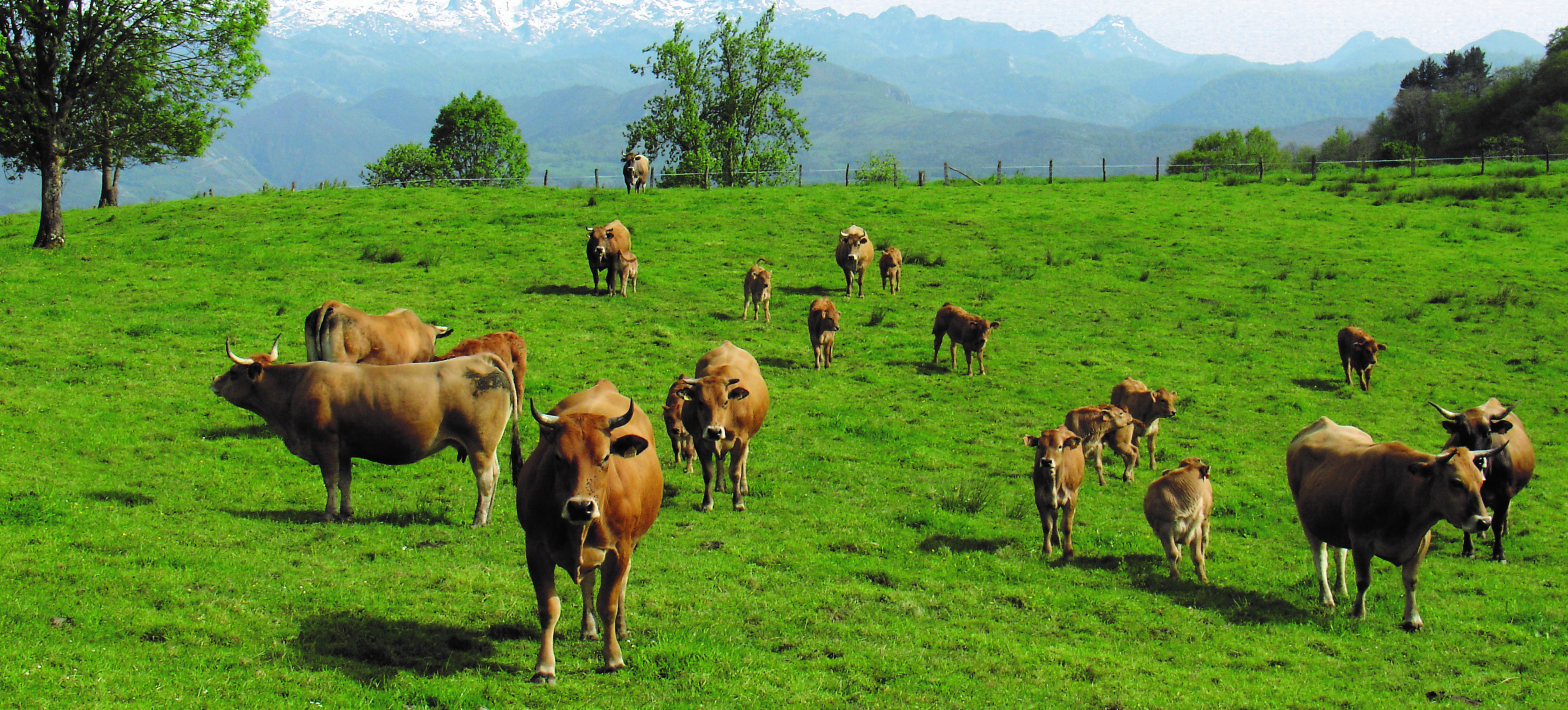 manada de vacas 