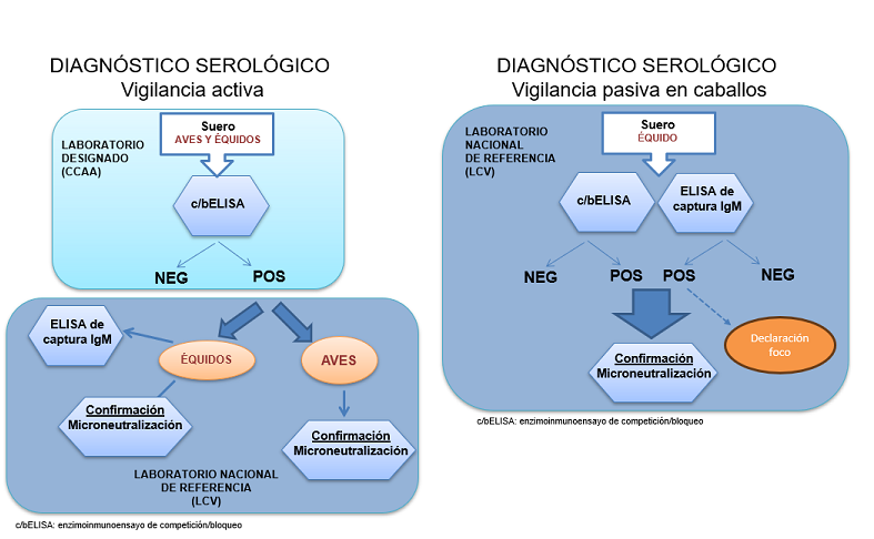 Diagnóstico serológico