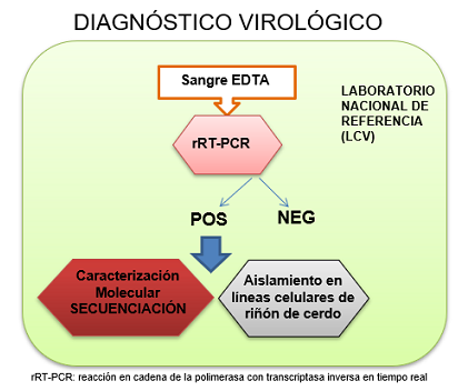 Diagnóstico virológico