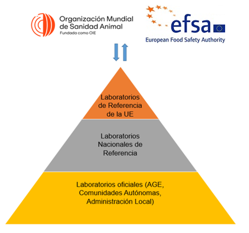 pirámide que representa la red de laboratorios de sanidad animal