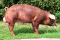 Duroc