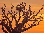 Doñana. Fondo: Pérez de Ayala