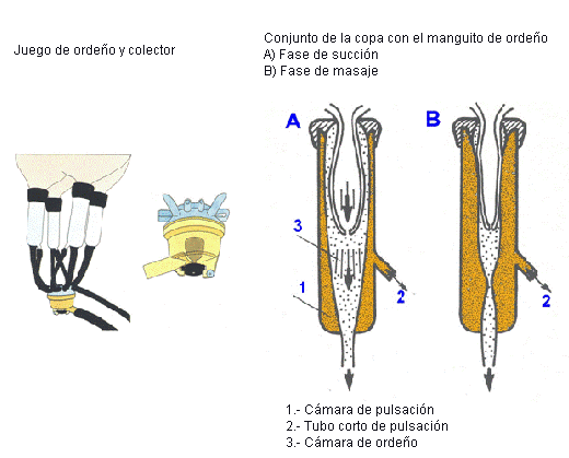 ordeño1