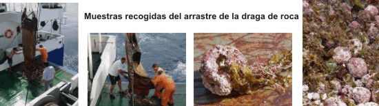 Fotografías de muestras obtenidas con la draga de roca. La leyenda que acompaña a las fotografias es 'Muestras recogidas del arrastre de la draga de roca'