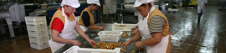 Mujeres trabajando en la conserva del mejillón