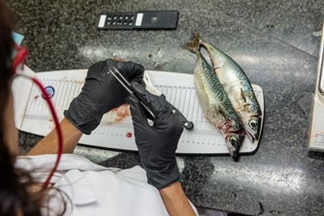 Investigadora del Instituto Oceanográfico de Vigo (IEO)