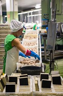 Trabajadora de una fábrica de procesado de pescado en la localidad de A Pobra do Caramiñal