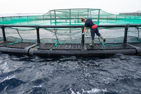 Mujer técnico de cultivo en instalaciones de acuicultura de mar abierto en San Bartolomé de Tirajana