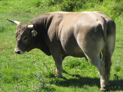 Autor: Federación Española de raza Rarda de Montaña.
Año: 2013.
Sexo: Macho.