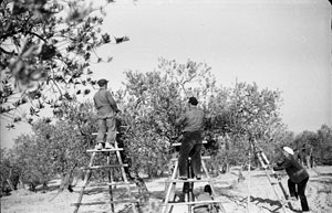 Olivos de España