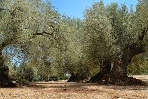 Alfafara (Albacete, Valencia y Alicante)