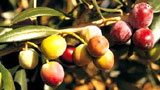 Arbequina (Cataluña)