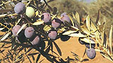 Manzanilla cacereña (Cáceres)