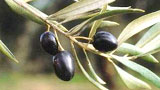 Nevadillo Negro (Córdoba)